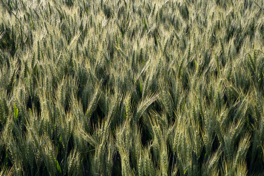 Le Germe de blé